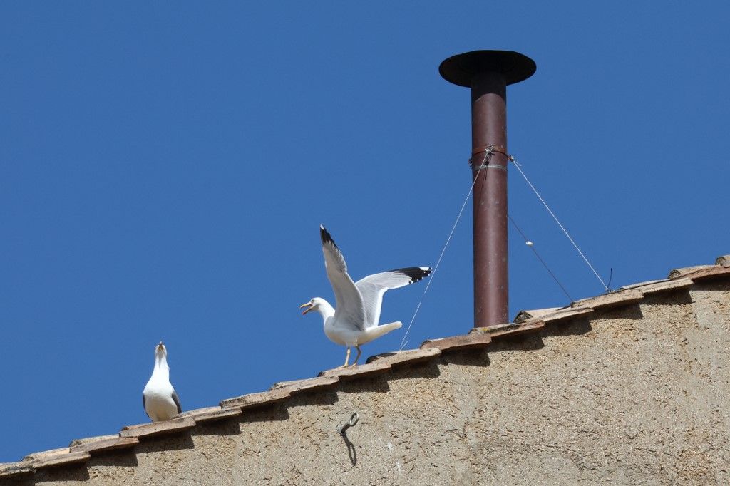 Seagulls are seen near the chimney of the Sistine Chapel as cardinals selecting a new Pope during the conclave, at Saint Peters Square in Vatican on May 8, 2025 (Photo by Jakub Porzycki/NurPhoto) (Photo by Jakub Porzycki / NurPhoto / NurPhoto via AFP)