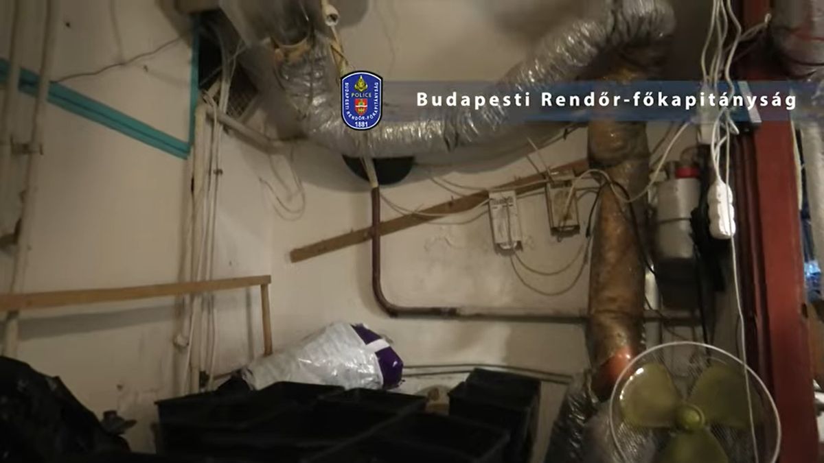 Illegális ültetvényeket lepleztek le a terézvárosi házak alatt + videó