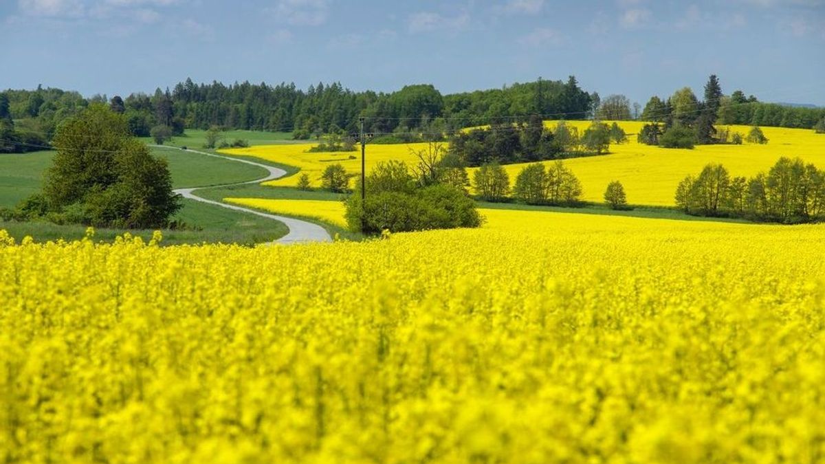 A vetőmagszektorra nagy csapást mért az orosz-ukrán háború