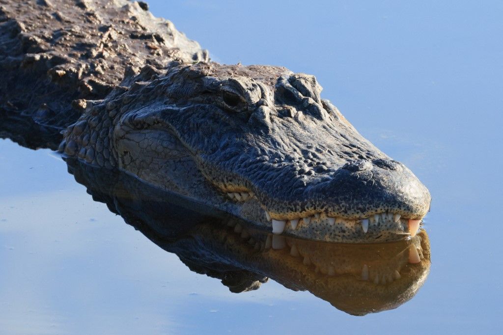 DELRAY BEACH, FLORIDA - JANUARY 13: An alligator populate the Wakodahatchee Wetlands on January 13, 2025 in Delray Beach, Florida. The warmer climate in the southern part of Florida provides a welcome habitat for a host of wildlife. Bruce Bennett/Getty Images/AFP (Photo by BRUCE BENNETT / GETTY IMAGES NORTH AMERICA / Getty Images via AFP)