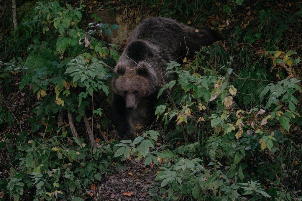A bear descends towards a road to pick up food thrown by a truck driver, on September 29, 2023, on a road in Covasna, Romania. It was the unexpected sight that made cars stop on a winding forest road in central Romania -- a brown bear asleep, its head on its paws. In Romania, whose Carpathian Mountains are home to the largest brown bear population in Europe outside Russia, bears are increasingly venturing out of the forests - often attracted by food that tourists throw to them. (Photo by Andrei Pungovschi / AFP)