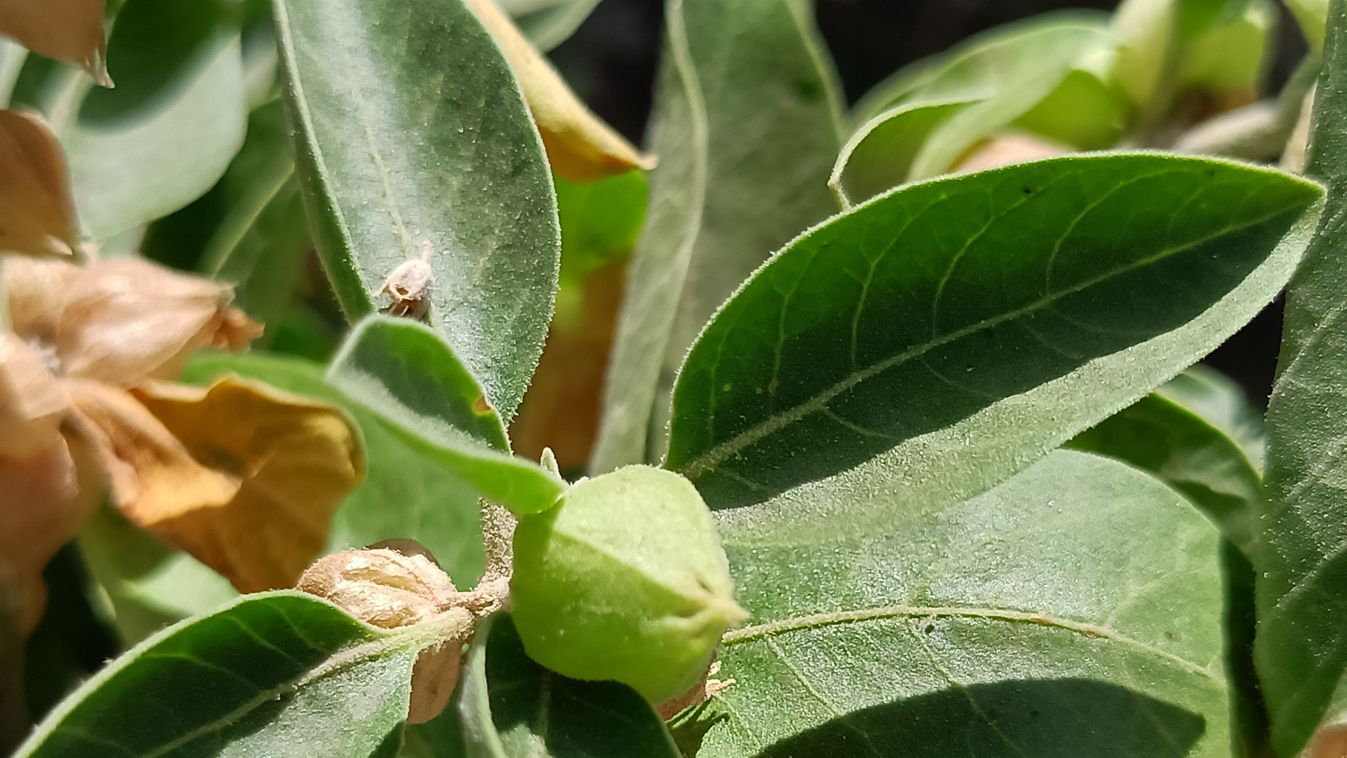 Ashwagandha: egy gyógynövény, ami sok bajon segít