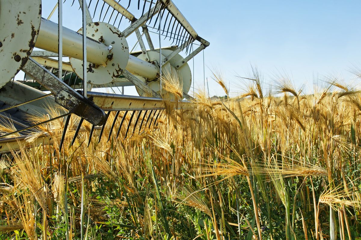 uniós piac gabona harvester stopped in a beautiful ripe golden barley field crop wanting to be harvested.gmo gabona