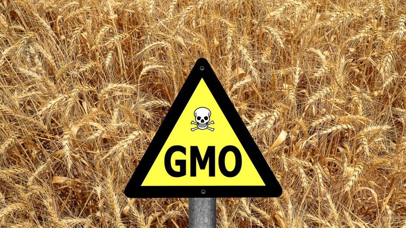 GMO, gabona, búzaföld, agrárium