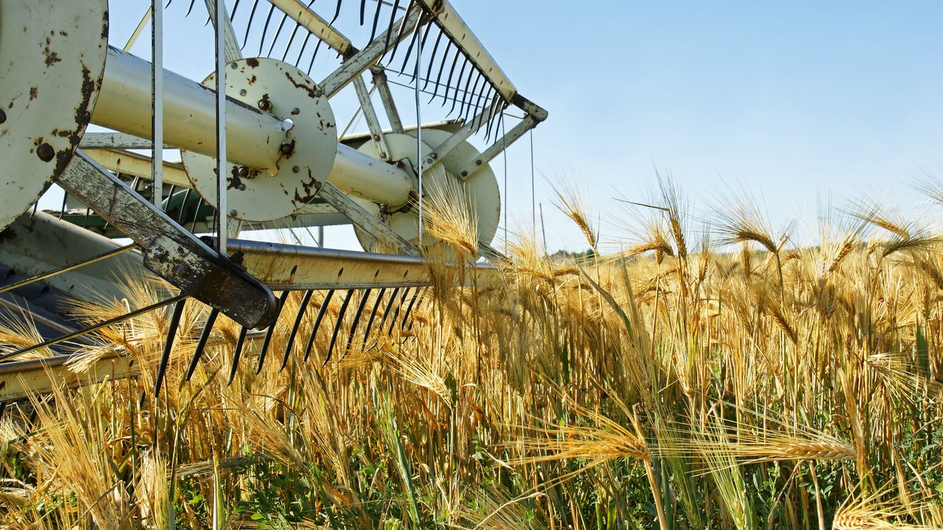 Old combine harvester stopped in a beautiful ripe golden barley field crop wanting to be harvested.
gmo gabona