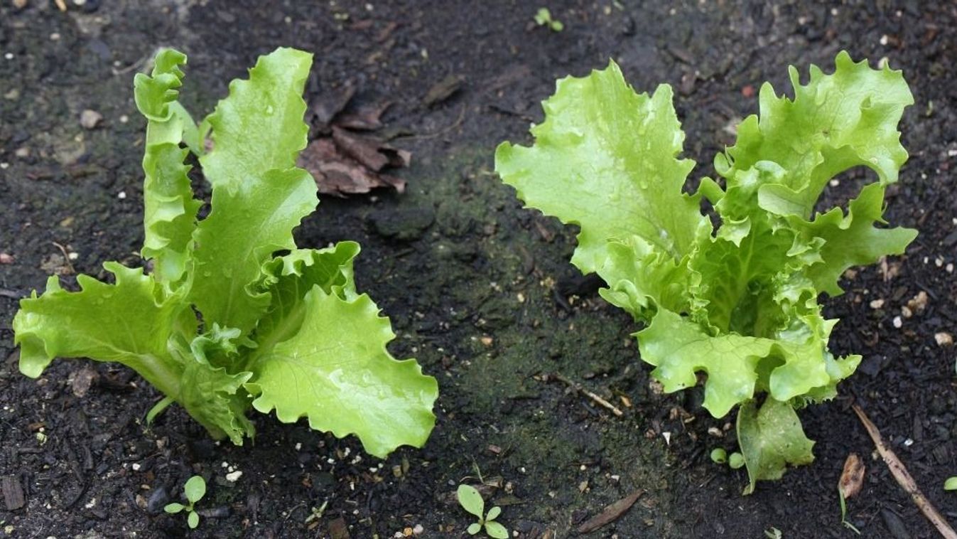 A vegyszeres gyomirtószerek a talaj első számú ellensége