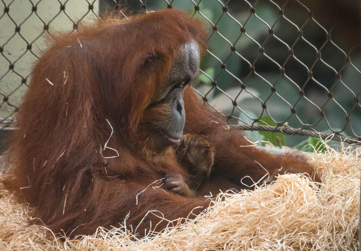 Evakuálták a frankfurti állatkertet, miután elszabadult négy orangután. A majmok sérülés nélkül visszatértek a helyükre.