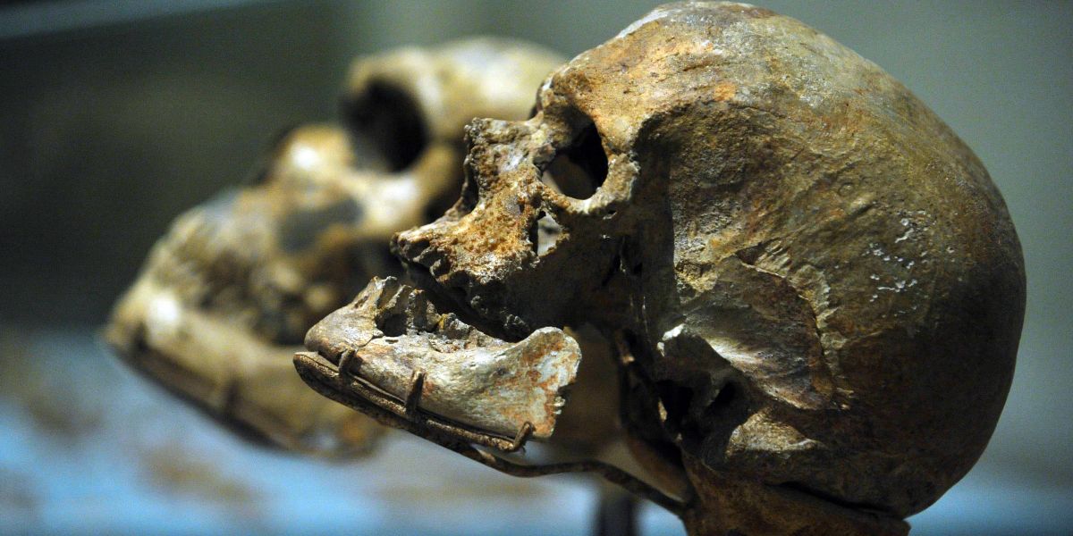 TO GO WITH AFP STORY MUSEUM-SCIENCE-US-PALEONTOLOGY by Virginie MONTET
A March 17, 2010 photo shows the skull of the Homo Sapiens (Cro-Magnon 1) (R) from Cro-Magnon, France and the Homo Neanderthalensis (L) (La Ferrassie 1) from La Ferrassie Rock Shelter, France on display at the Smithsonian National Museum of Natural History in Washington, DC. A new exhibition hall dedicated to the discovery and understanding of human origins opens March 17, 2010 at the Smithsonian’s National Museum of Natural History in Washington,DC. Based on decades of cutting-edge research by Smithsonian scientists, the David H. Koch Hall of Human Origins will open to the public in a special preview marking the 100-year anniversary of the museum’s official opening on the National Mall. AFP PHOTO/Mandel NGAN
