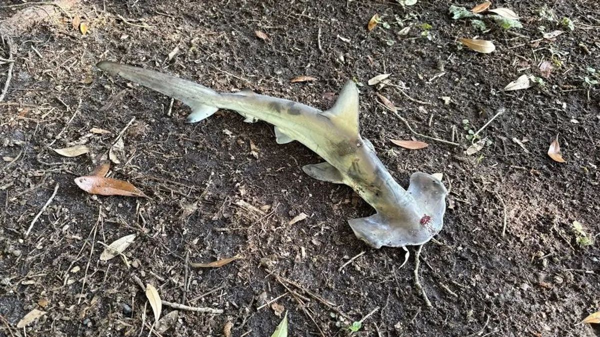 Pörölycápa hullott alá az égből + kép