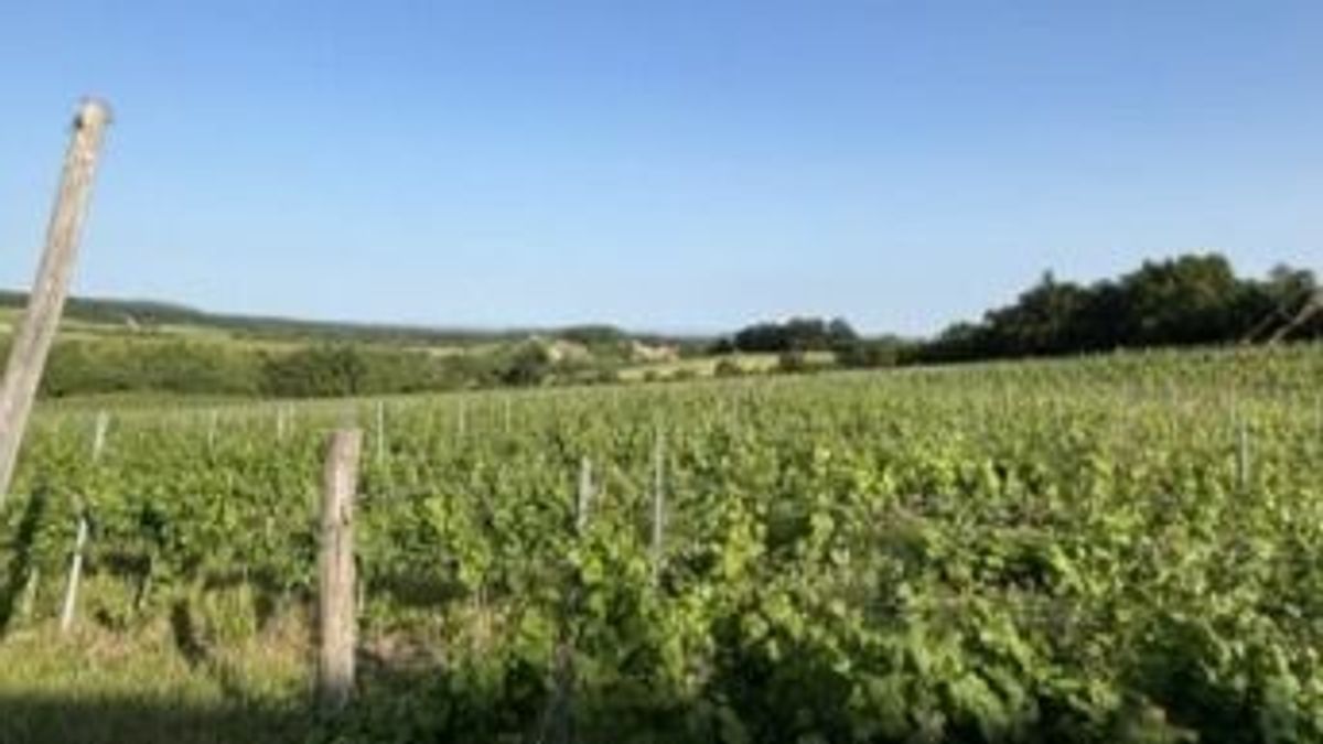 Egy felmérés szerint a Balaton kapcsán az első 25 szó között sem jut eszünkbe a bor