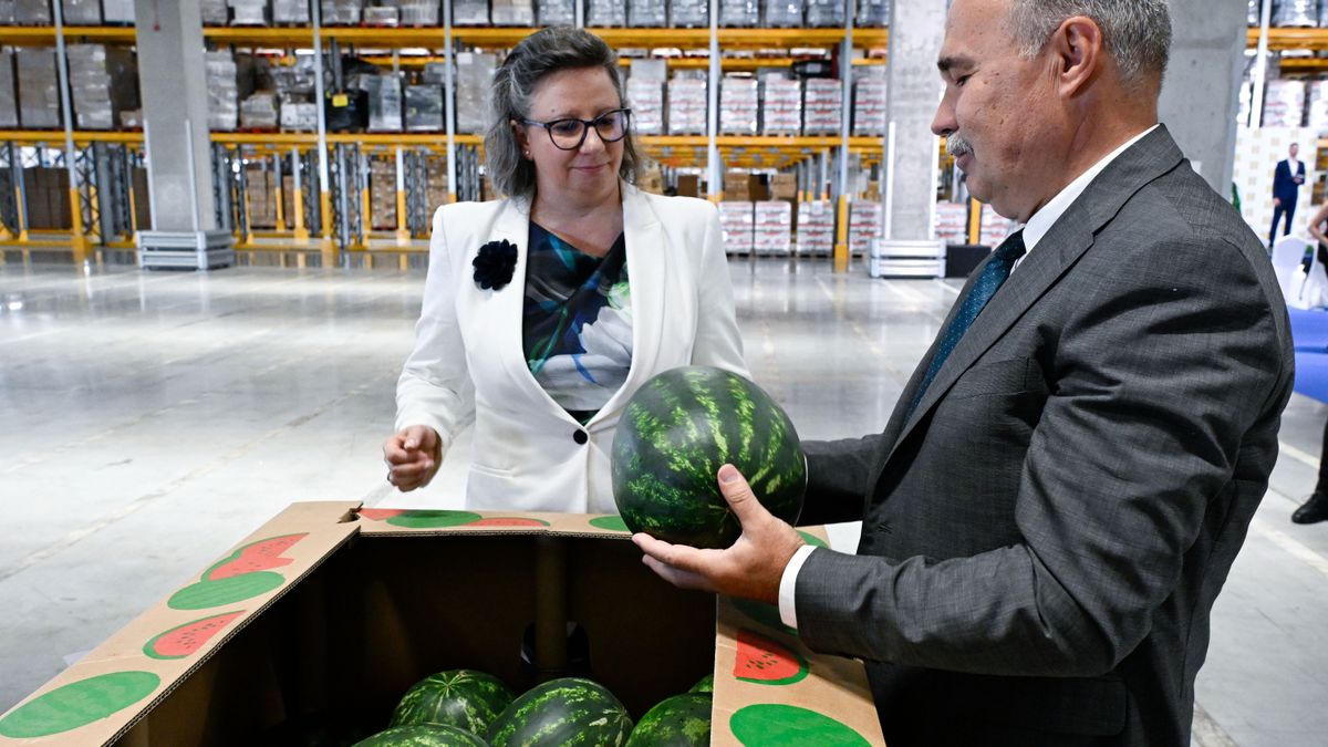 Késve kezdődött a dinnyeszezon, de a termés minőségével nincs gond