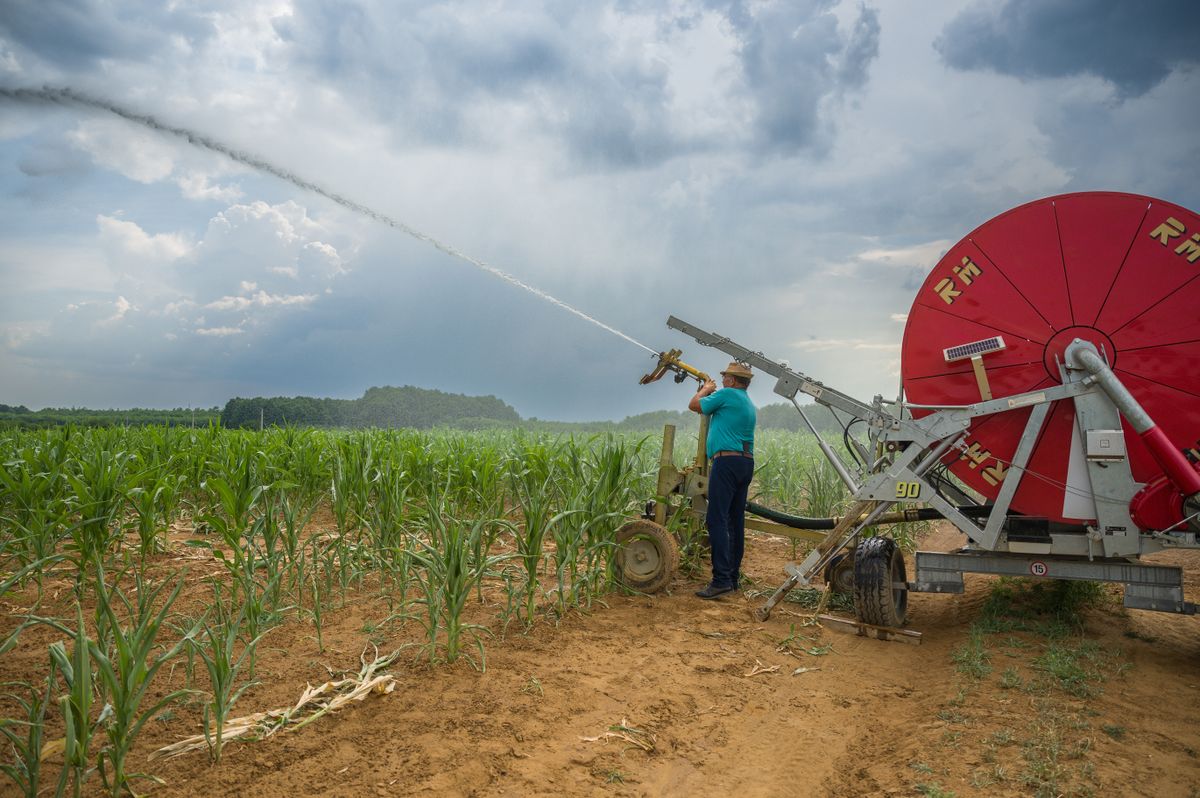 20220701 PapodAz aszály miatt zajlik az öntözés Papodon. Fotó: Németh András Péter NAP Szabad Föld, aszály