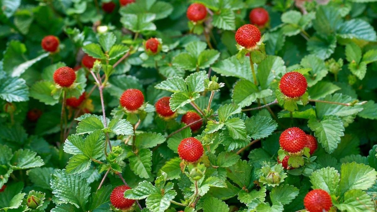 Vigyázat! Ez a növény úgy néz ki, mint az eper, csak éppen mérgező