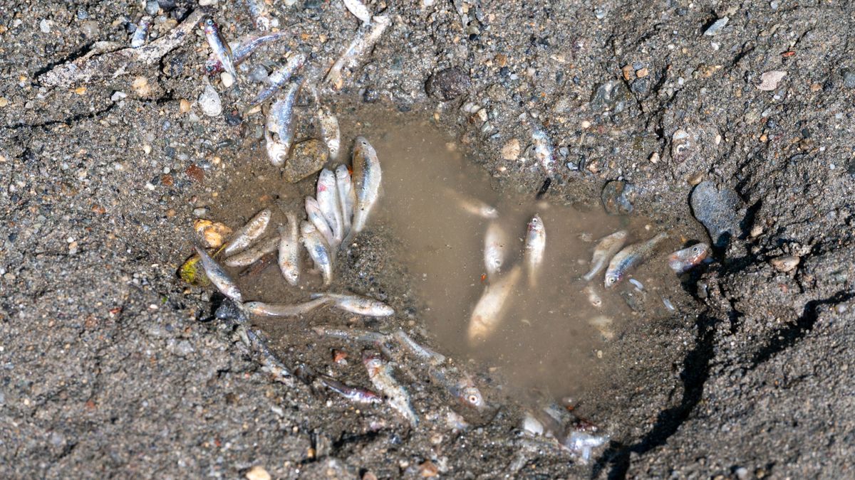 Hatalmas a baj, a Tisza felé ömlik a szennyezés