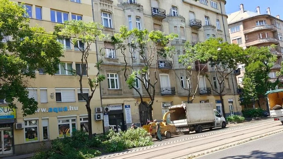 Elpusztulhatnak a fák Újbudán, amelyeket lombritkítás gyanánt megcsonkoltak