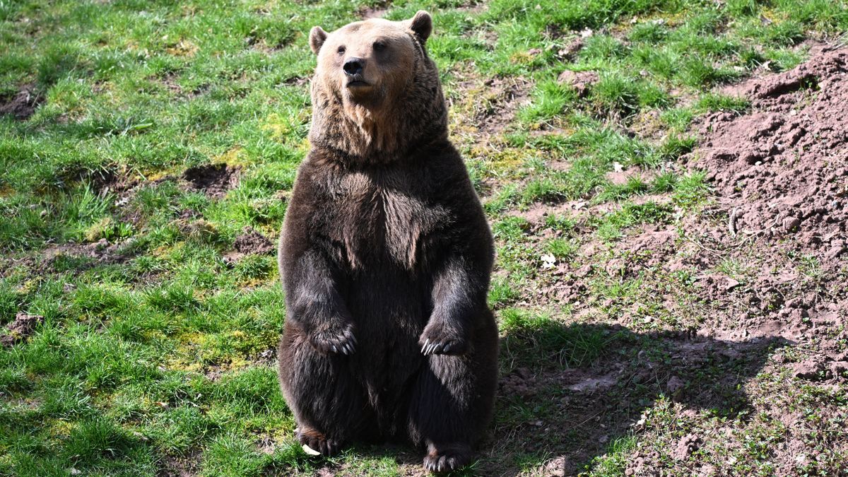 Fára menekült egy medve Csíkszereda belvárosában + videó