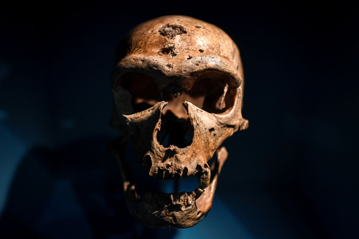 A skull is displayed as part of the Neanderthal exhibition at the Musee de l'Homme in Paris on March 26, 2018. (Photo by STEPHANE DE SAKUTIN / AFP)
