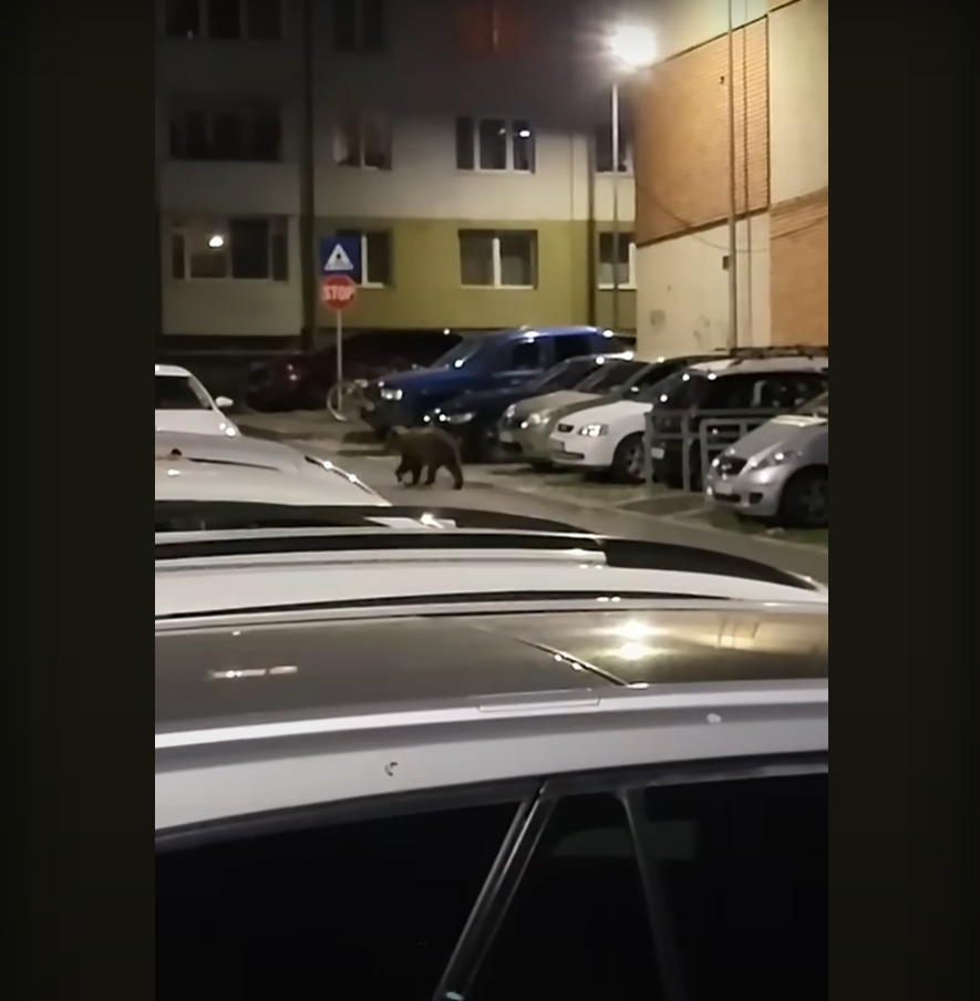 Medvét észleltek a csíkszeredeai lakónegyedben (Forrás: Youtube-videó képkivágás)
