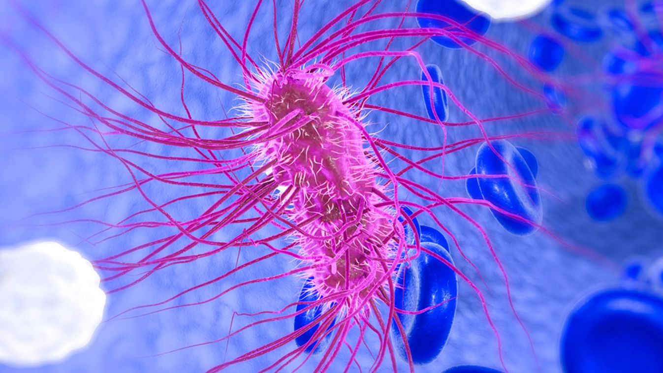 E. coli baktérium 

ucsfhealth.org