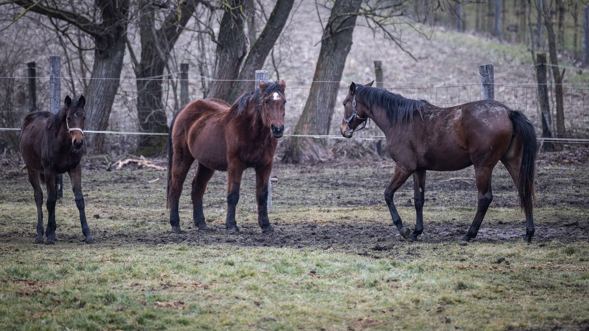 Fiatal lány hőstette: lángoló pajtából mentett lovakat a 16 éves Blanka + videók