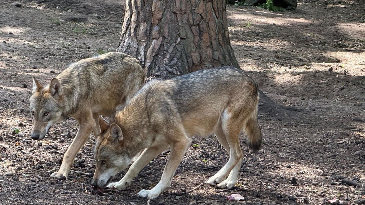 Farkasriadó Tirolban – elpusztult egy szarvasmarha