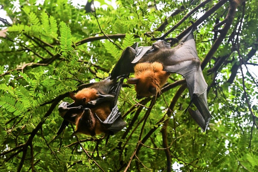 Nipah-vírus fertőzések miatt vezettek be készültséget Indiában
