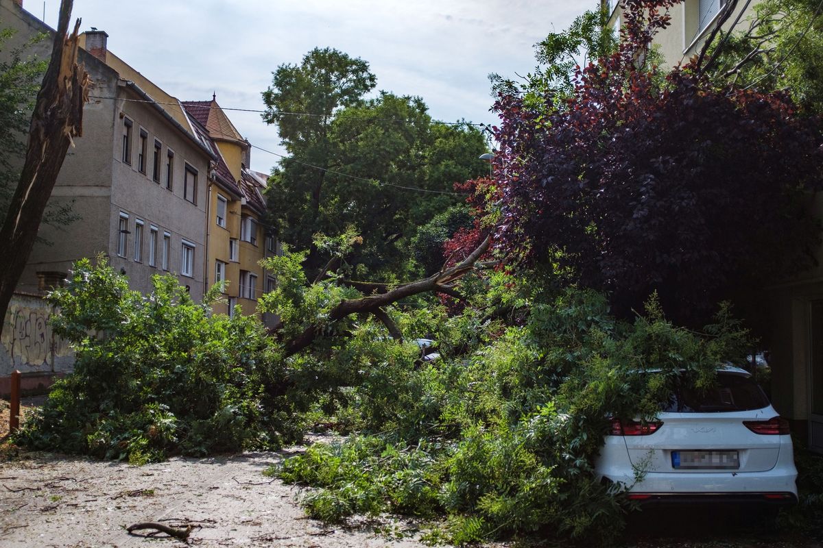 Szeged, 2025. július 7.
Autóra dõlt fa a vihar után Szegeden 2025. július 7-én. Országosan 2200 tûzoltói beavatkozásra volt szükség a vihar miatt.
MTI/Oláh Tamás