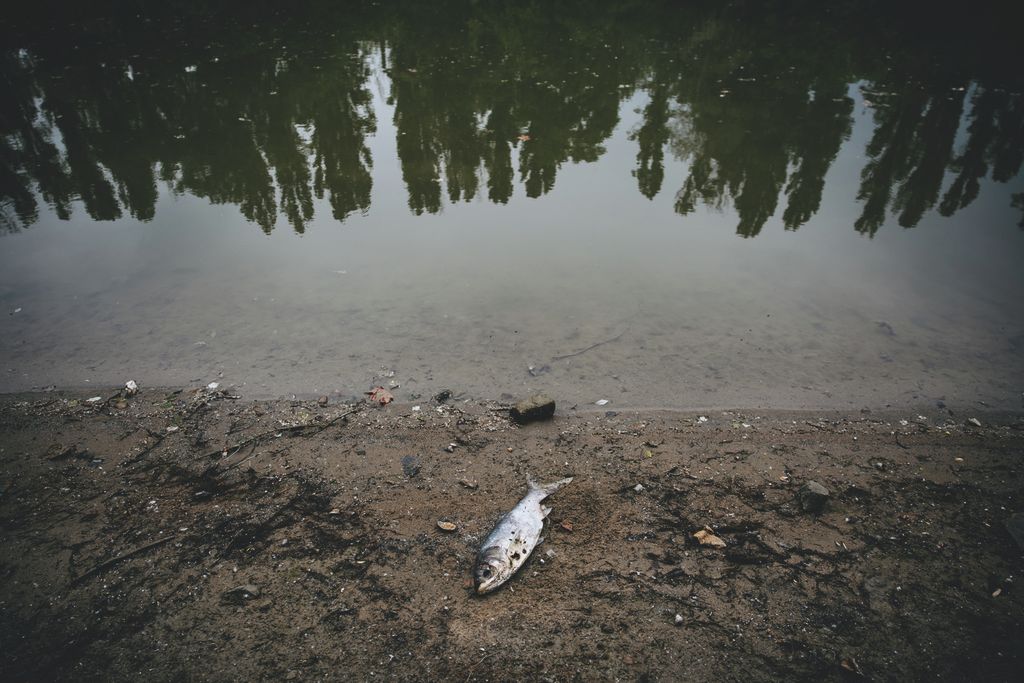 Budapesti horgászat