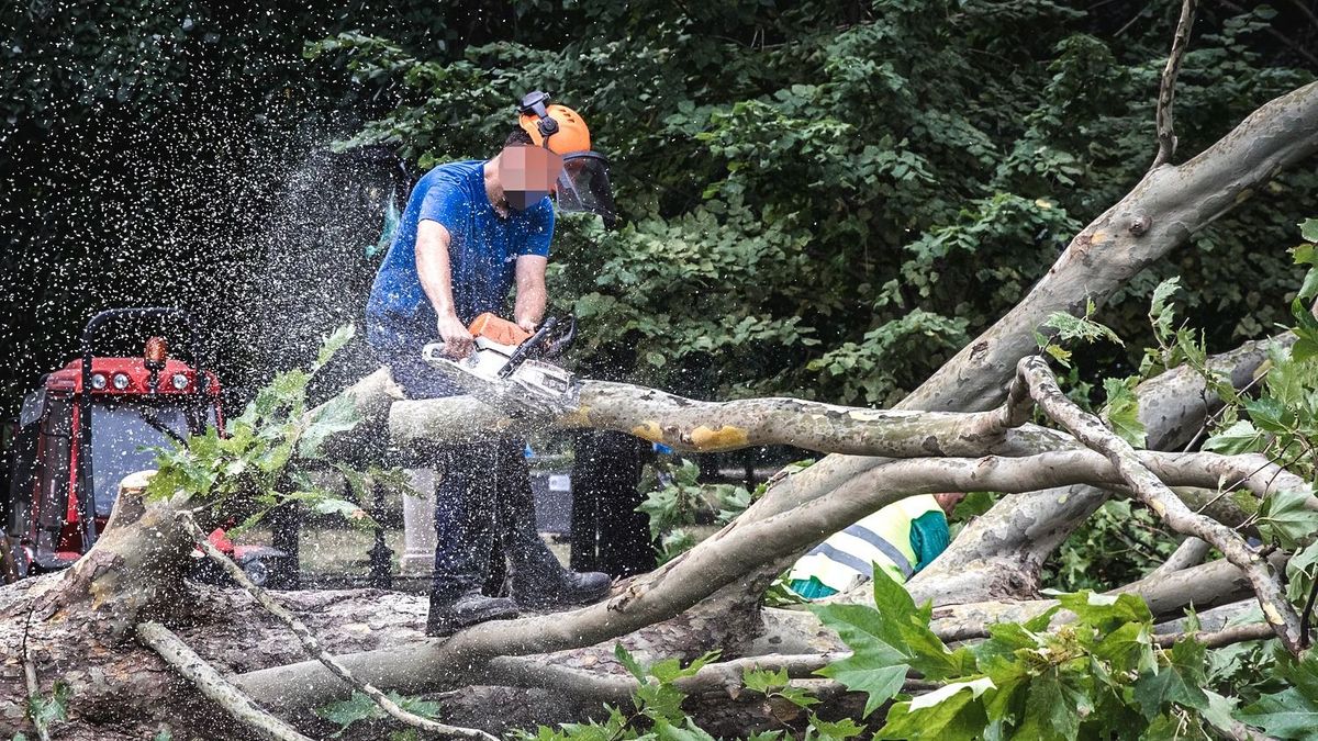 20250707 Balaton
Vihar után - Balatonalmádi, Szent Erzsébet liget
Fotó: Fülöp Ildikó
Veszprém Megyei Napló