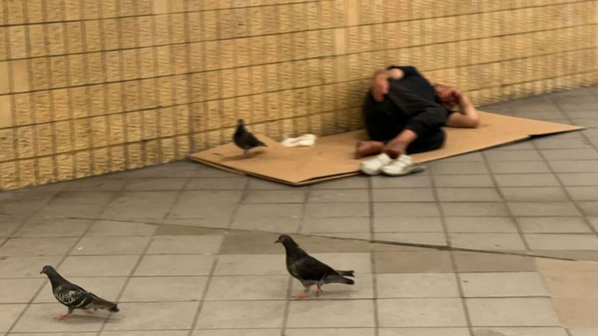 A madarak is csak élelem reményében merészkednek az aluljárókba (Forrás: Metropol)