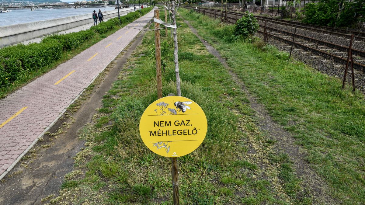 Gaztengerben fuldoklik Óbuda + videó