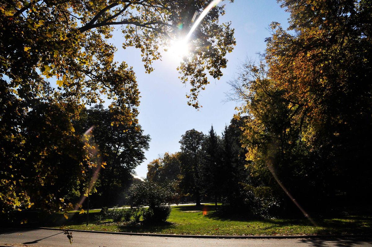 Budapest, 2022. október 18.
Ős fák az őszi Margitszigeten. A 2,5 km hosszú, 500 méter széles, 96,5 hektár területű sziget a Duna folyón terül el és a főváros egyik városrésze, ami 2013. július 20-ig a XIII. kerülethez tartozott, azóta azonban a főváros közvetlen igazgatása alá. A sziget tulajdonképpen egy hatalmas park középkori szakrális építészeti emlékekkel, szoborsétányokkal, kisebb tavakkal, szökőkúttal. Mai megjelenését három különálló sziget, a Festő-, a Fürdő- és a Nyulak-szigetének összekapcsolásával fejlesztették ki a 19. század végén, a Duna folyásának szabályozására. Számos neve volt korábban, a 13. században Nyulak szigete, Urak szigete, Budai-sziget, Boldogasszony szigete neveken volt ismert, a 17. században Szent Margit szigete. Ezt Árpád-házi Szent Margitról, IV. Béla király lányáról kapta, aki a Domonkos-rend apácakolostorában élt itt. A sziget legidősebb fájának 2011-ben, egy akkor 210 éves narancseperfát tartottak. A természetes növényzetből mára nem sok maradt, de a tölgyek mintegy 150 évesek.
MTVA/Bizományosi: Balaton József 
***************************
Kedves Felhasználó!
Ez a fotó nem a Duna Médiaszolgáltató Zrt./MTI által készített és kiadott fényképfelvétel, így harmadik személy által támasztott bárminemű – különösen szerzői jogi, szomszédos jogi és személyiségi jogi – igényért a fotó szerzője/jogutódja közvetlenül maga áll helyt, az MTVA felelőssége e körben kizárt.