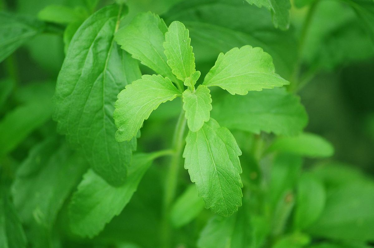 Rák ellen is bevethető a stevia, egy hétköznapi növény, amit édesítőszernek használnak