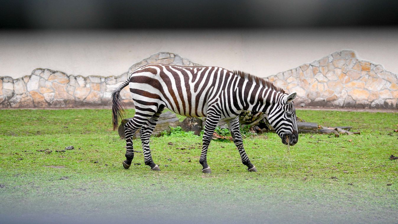 zebra, kocsis máté
