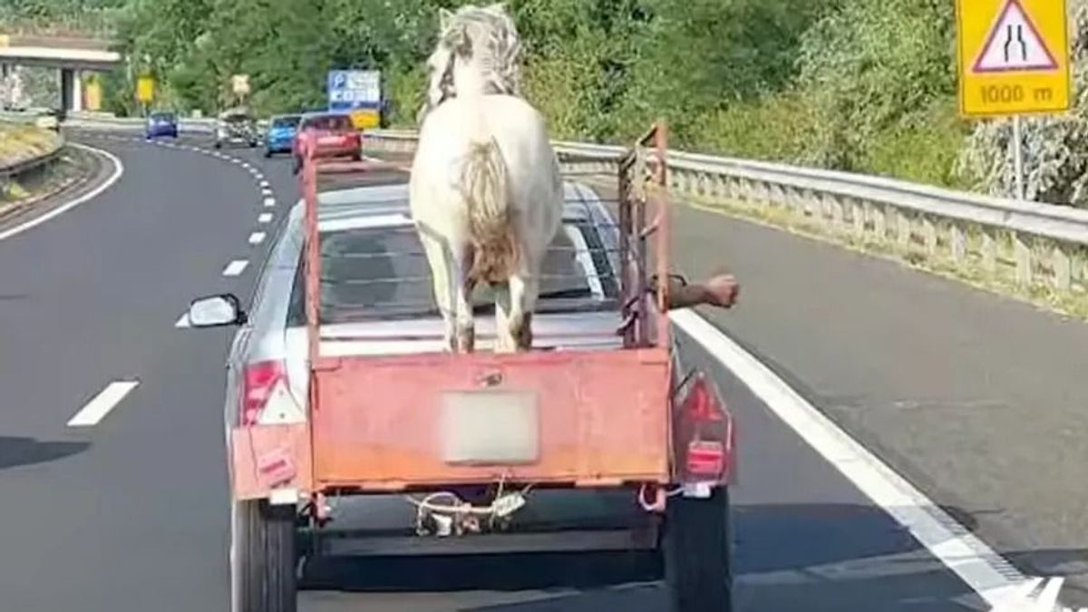 Sima utánfutóban száguldott a hófehér paripa az M7-esen + videó