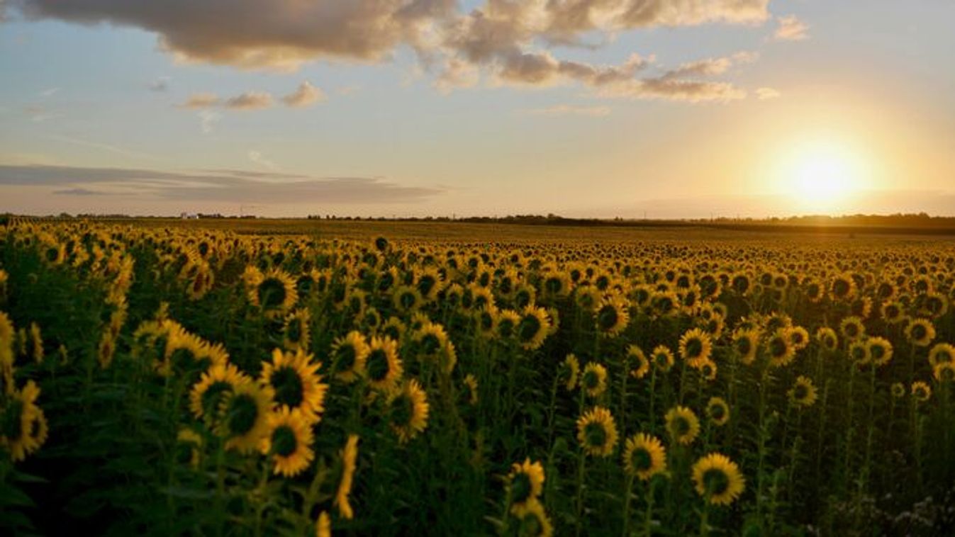 Sunflower field (Source: Peter de Vink: https://www.pexels.com/hu-hu)