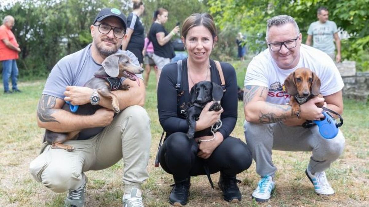 Tacskók özönlötték el az egyik magyar várost