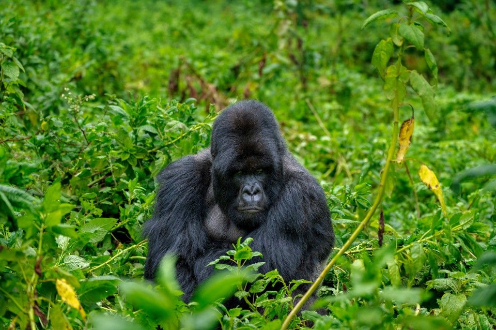 Az országúti kerékpáros világbajnokságot rendező Ruanda egyik fő turisztikai látványossága a hegyi gorillák élőhelyének meglátogatása