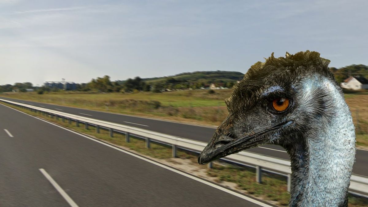 Kaposvárra tartott az emu, de olyan tempóval ment a 67-esen, hogy a rendőrök sem tudták lekapcsolni