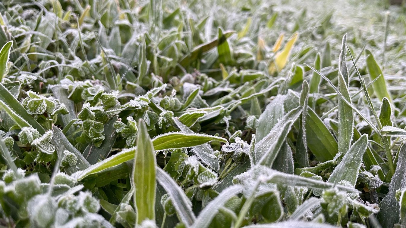 winter frost ice crystal lawn cold, lénárddaróc, fagy