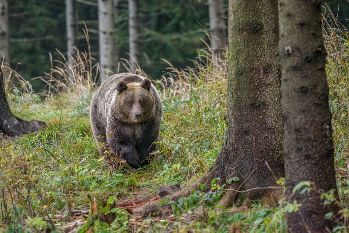 European brown bear (Ursus arctos arctos) young animal in the forest, Notranjska region, Dinaric Alps, Slovenia