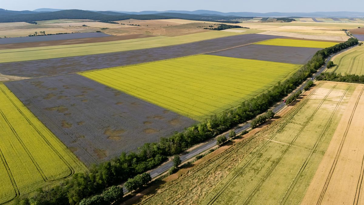 Tótvázsony, 2025. június 13.A drónnal készült felvételen szántóföldek Tótvázsony közelében 2025. június 13-án.MTI/Vasvári Tamás, üzemanyag