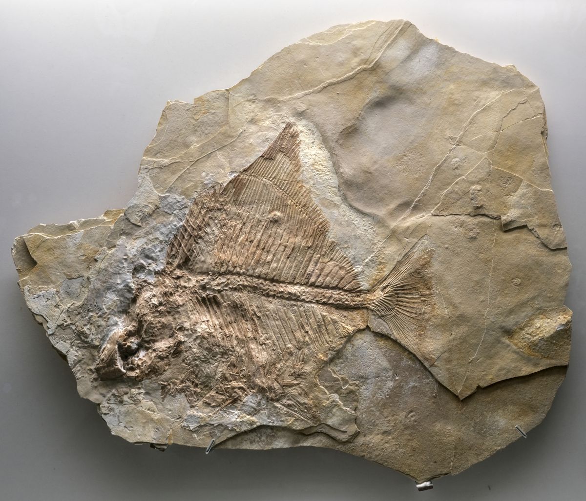 Proscinetes fossil, hanging on a light wall.