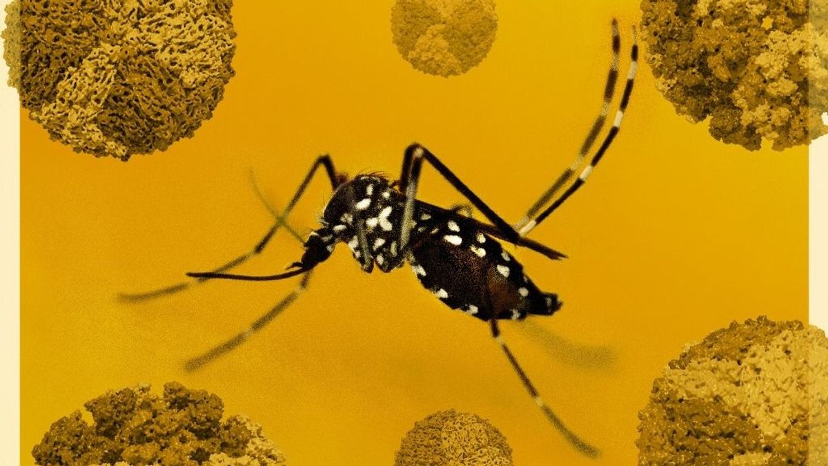 Karanténban a fertőzöttek, ismét terjesztik a szúnyogok a súlyos szövődményekkel járó vírust