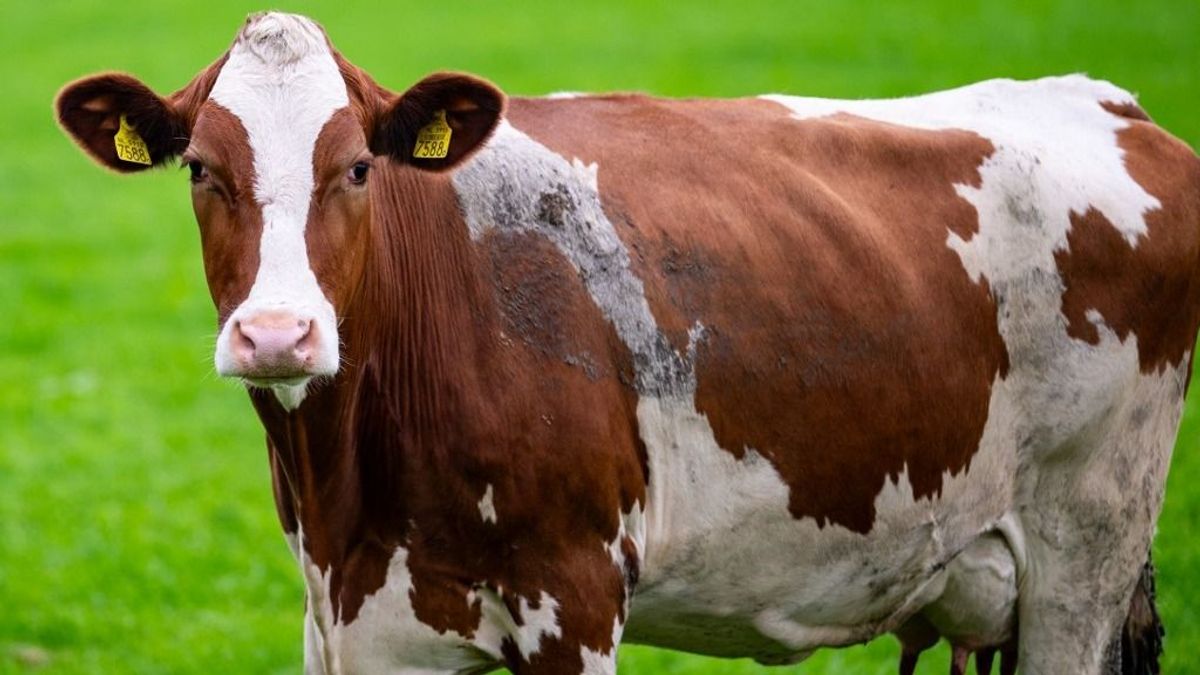 Fogynak a haszonállatok Európából, eközben pedig nő a kockázatokkal járó import