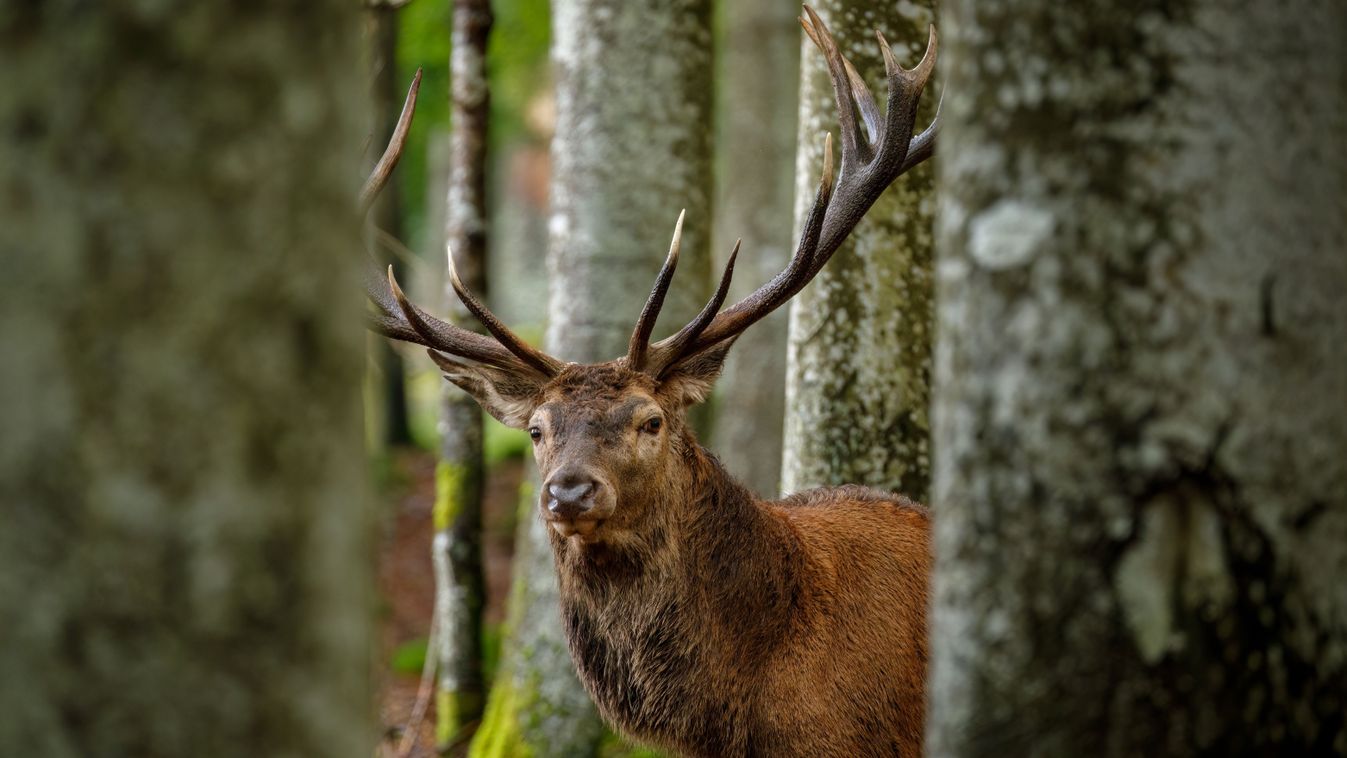 Rudolf