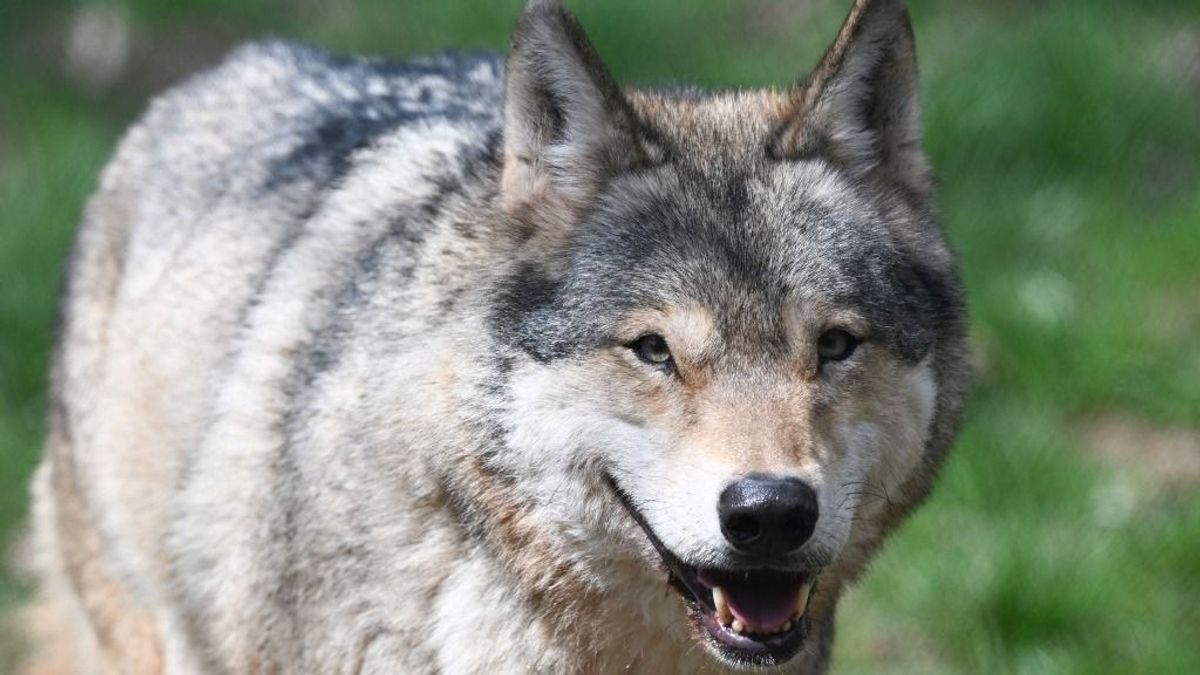 Rémálommá vált a görögországi nyaralás: farkas támadta meg a kislányt