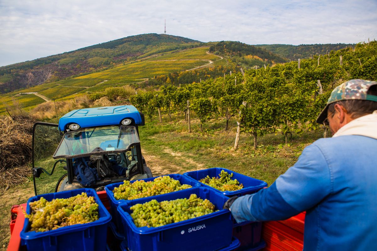 Tokaji borvidék, nagy kopasz hegy tájegység szőlő bor madár szüret  2013 10 09  Fotó: Kállai Márton