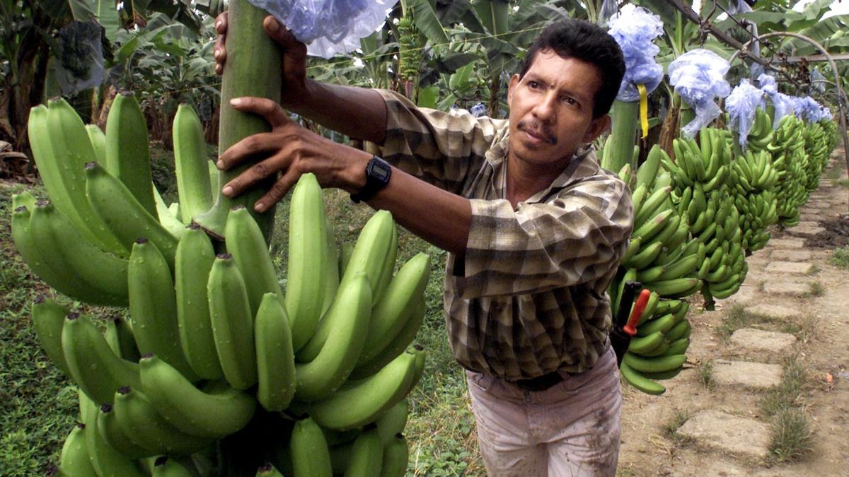 Lugas
(FILES) This 15 December, 2000, file photo shows a worker at a banana plantation in Santa Marta, Colombia. US food producer Chiquita rejected 20 December, 2000, new banana-importing procedures proposed by the European Union in a bid to end a long-standing trade conflict with the US. 
(ARCHIVO) ACOMPANA NOTA: SALVO ECUADOR, PAISES LATINOMERICANOS DEPLORAN REGIMEN BANANERO DE UE. Un campesino bananero traslada racimos de banano de la plantacion al sitio de empaque, en Santa Marta, Colombia, el 15 de diciembre de 2000. Colombia, Costa Rica, Guatemala, Honduras y Panama, los paises latinoamericanos bananeros, se oponen al nuevo regimen de importacion adoptado por la Union Europea (UE), que sin embargo fue festejado por Ecuador, el primer productor mundial de la fruta.  AFP PHOTO / Luis Acosta (Photo by LUIS ACOSTA / AFP)