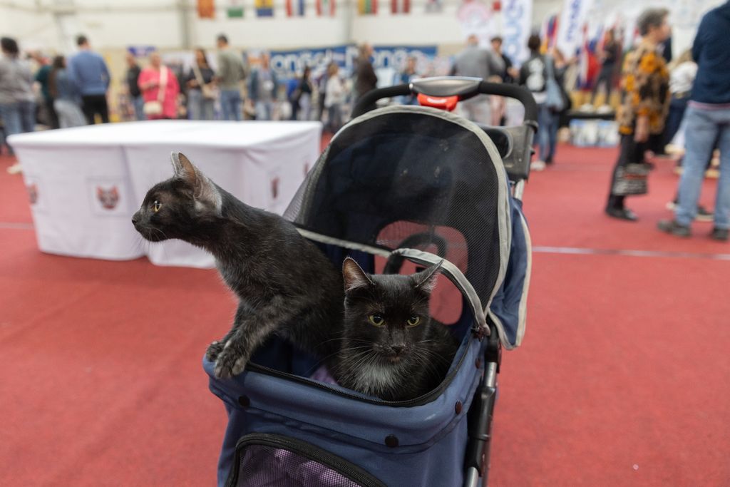 Macska világkiállítás Budapesten